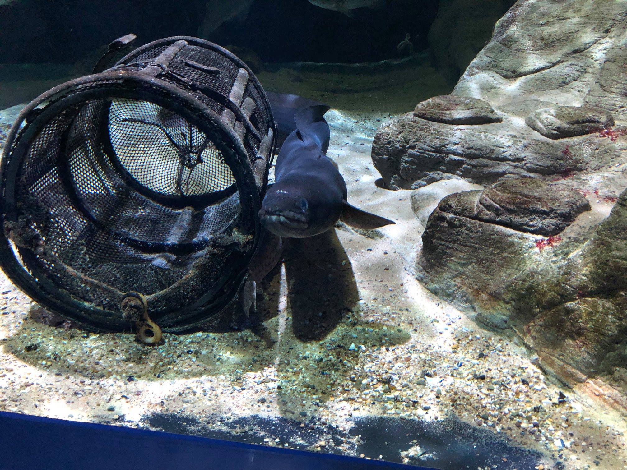 Sint-Martinus den XIIde - Zoo Antwerpen Kapoenen